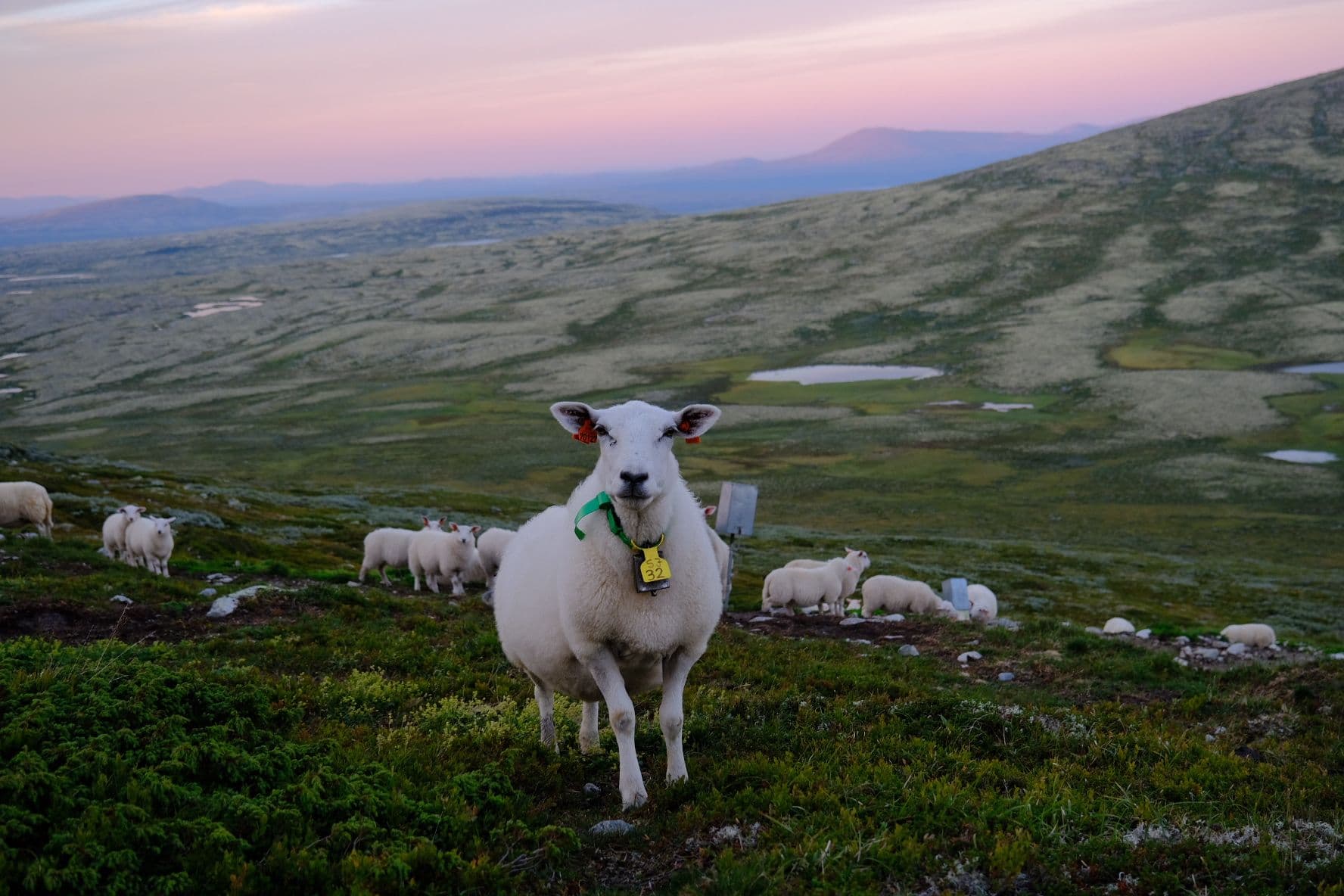 Sauer på beite i fjellet