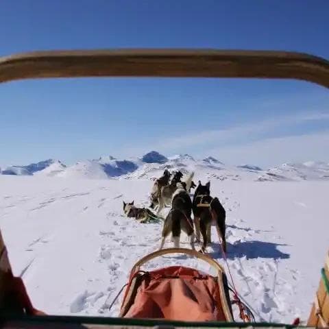 Hundekjøring på fjellet